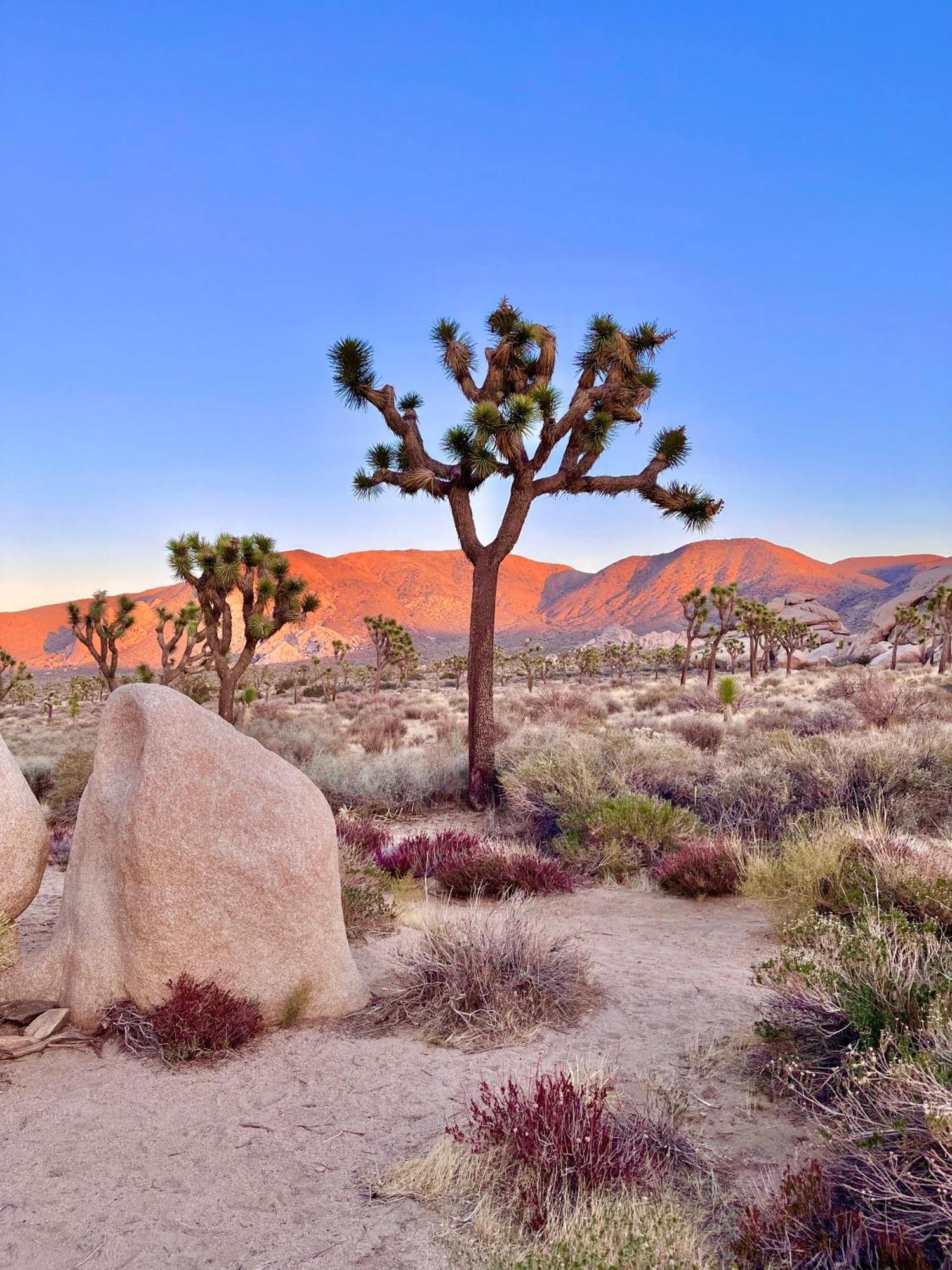Vila The Joshua Tree House Exteriér fotografie
