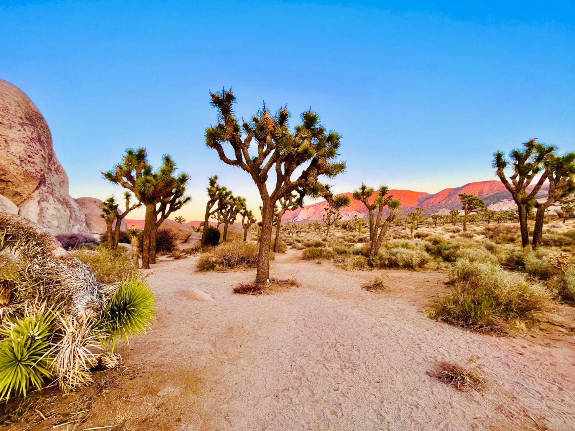 Vila The Joshua Tree House Exteriér fotografie
