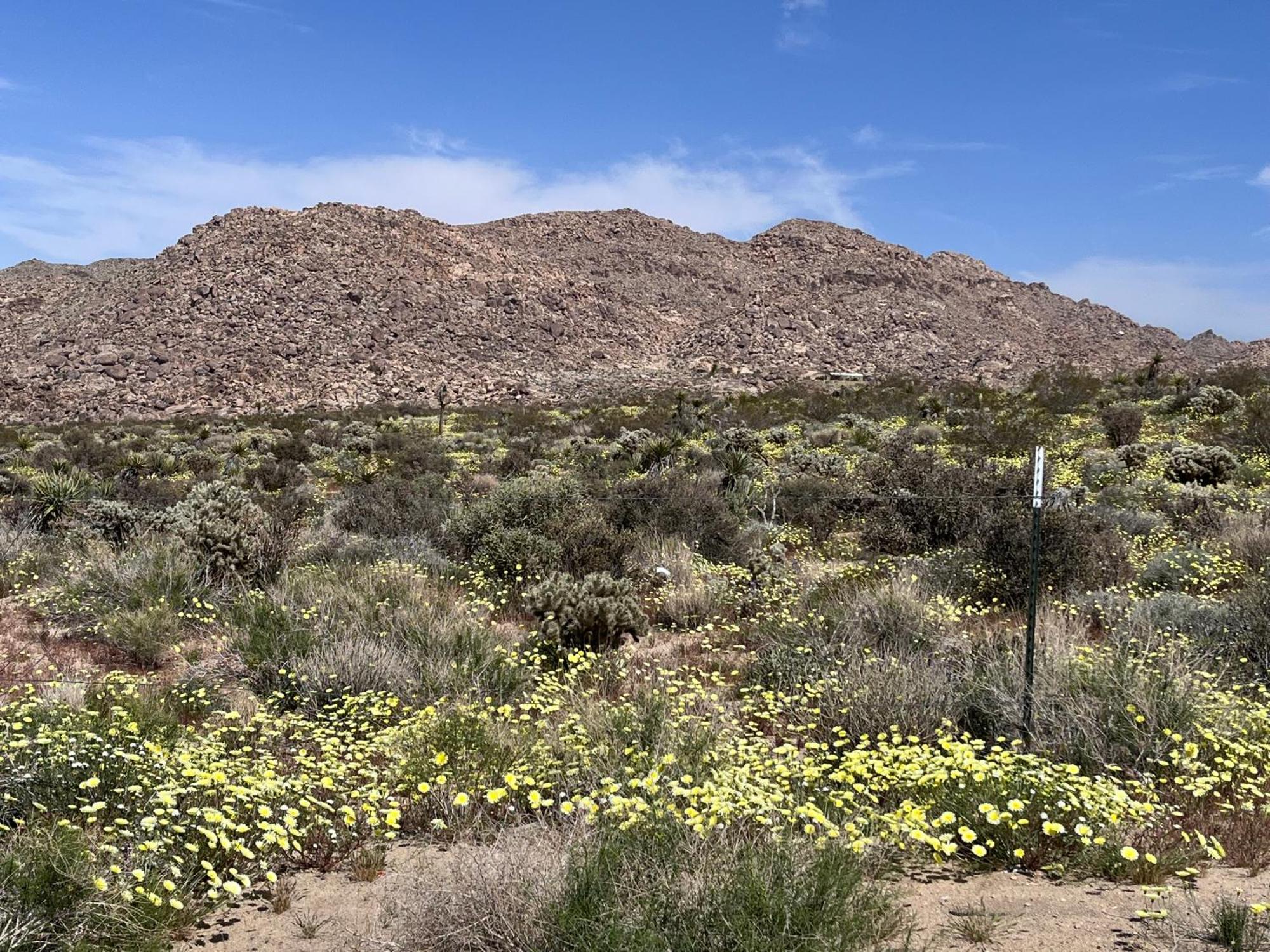 Vila The Joshua Tree House Exteriér fotografie